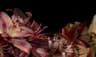 Profile picture of user: lilies