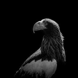 Profile picture of user: anuragp_03