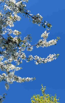 Profile picture of user: sanguine