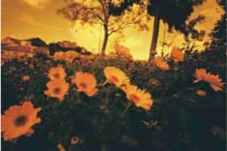 Profile picture of user: seligmann