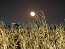 Profile picture of user: dj_lw_ii