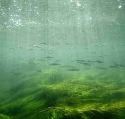 Profile picture of user: susurrus